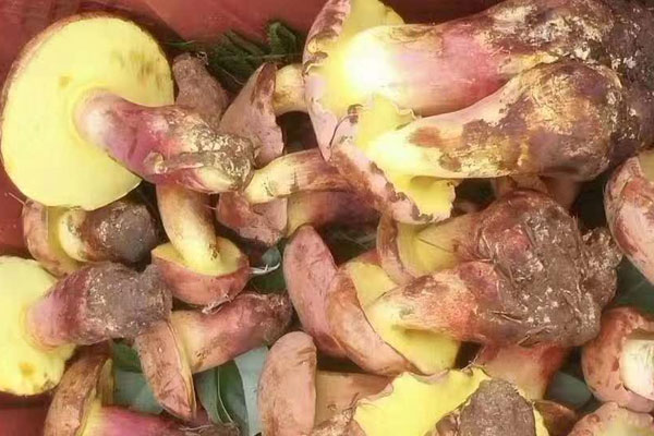 牛肝菌有點苦味正常嗎，牛肝菌存放時間多久最好