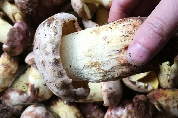 新鮮、冰凍、干牛肝菌的保存方法有哪些