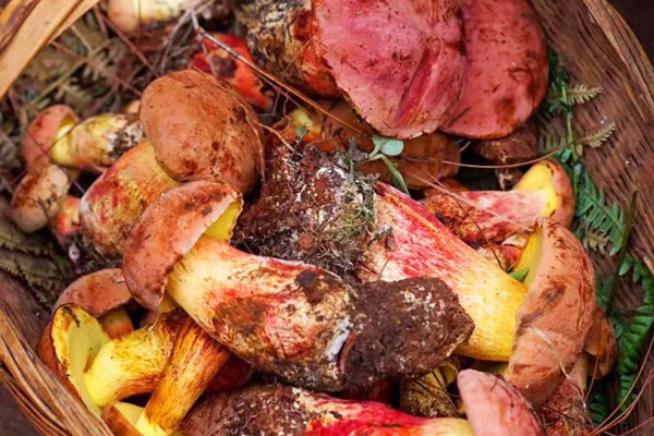 牛肝菌發(fā)酸還能吃嗎