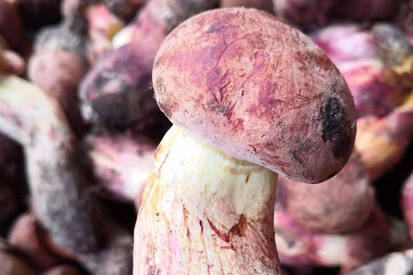 牛肝菌煲雞湯需要多久，還可以加什么食材