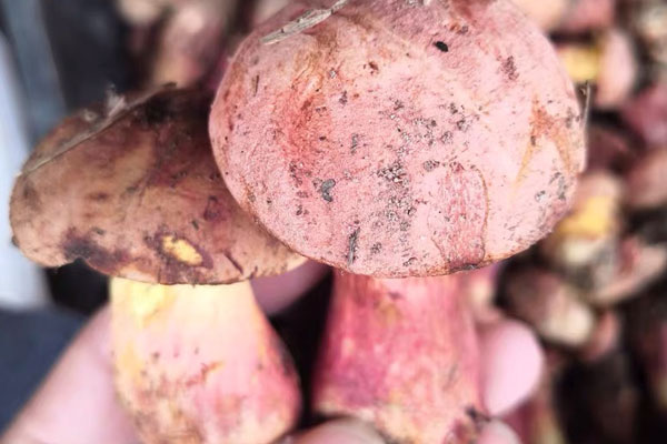 挑選牛肝菌的小技巧，牛肝菌可以和蝦一起吃嗎