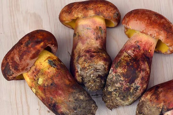 牛肝菌可以多吃嗎