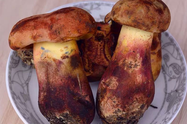 牛肝菌怎么有股怪味，發(fā)霉的牛肝菌可以吃嗎