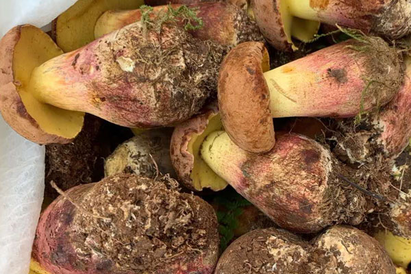 吃牛肝菌可以開胃嗎，小孩可以吃牛肝菌嗎