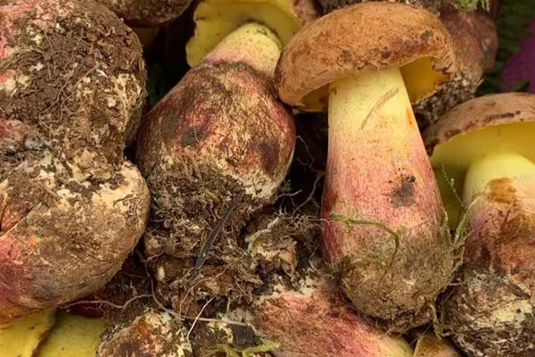 兒童可以吃牛肝菌嗎