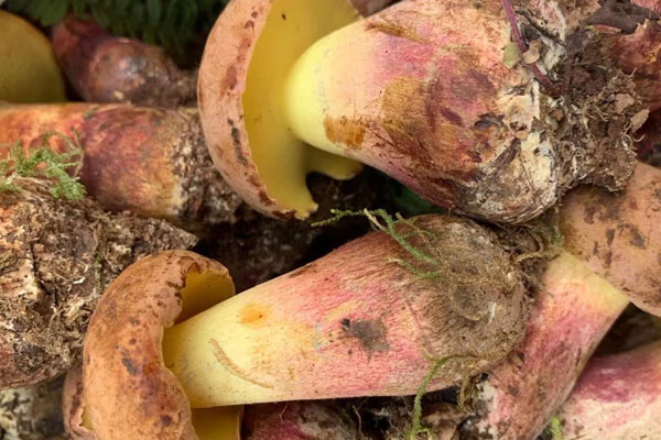 哺乳期吃牛肝菌會(huì)回奶嗎，哺乳期吃牛肝菌的好處有哪些