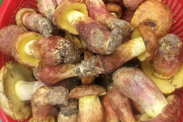 皮膚過(guò)敏可以吃牛肝菌嗎，炒鮮牛肝菌用焯水嗎