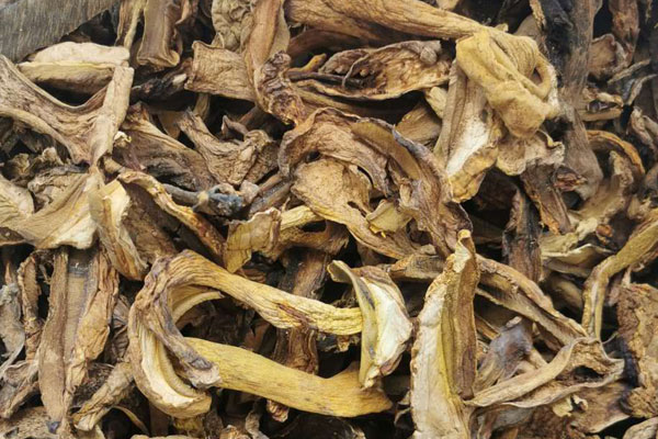 吃牛肝菌為什么會過敏