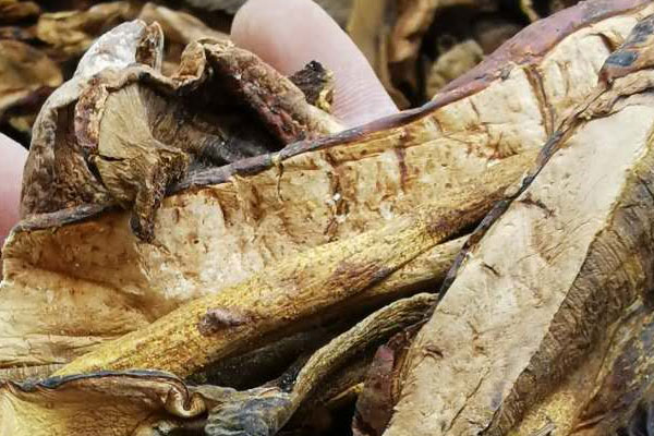 干的牛肝菌發(fā)霉了還能吃嗎，干品牛肝菌應(yīng)該怎么保存才好