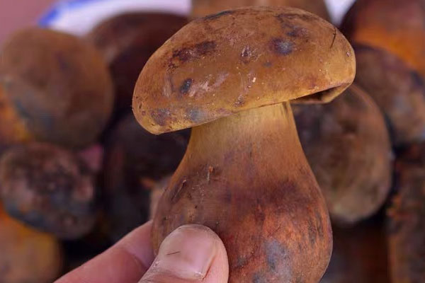 牛肝菌能補(bǔ)腎嗎，牛肝菌和什么食材搭配效果好