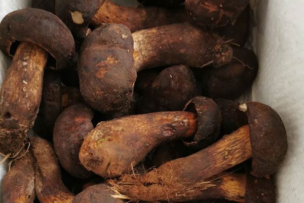 牛肝菌和海帶一起吃，具有哪些功效作用