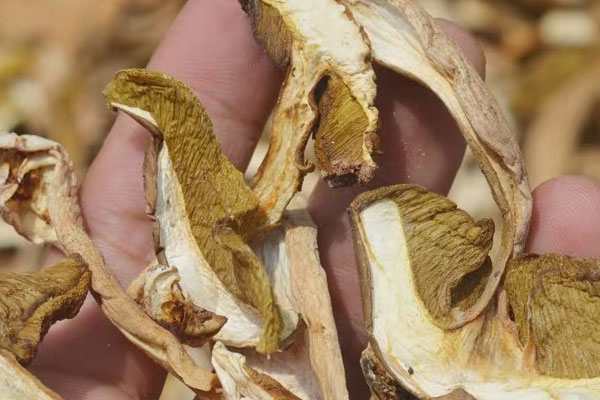 干品牛肝菌可以用開(kāi)水泡嗎，怎樣泡發(fā)干牛肝菌不會(huì)造成營(yíng)養(yǎng)流失