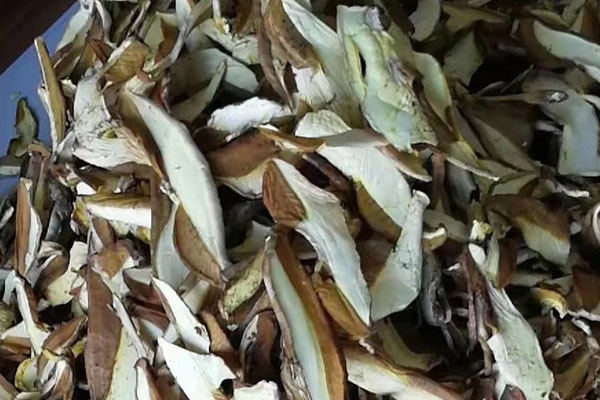 干牛肝菌可以用冷水泡發(fā)嗎