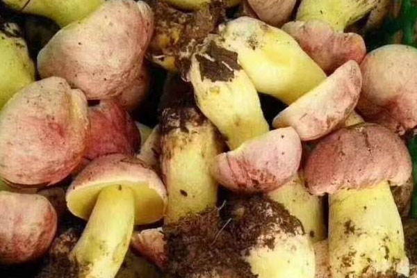 高血壓病人可以吃牛肝菌嗎