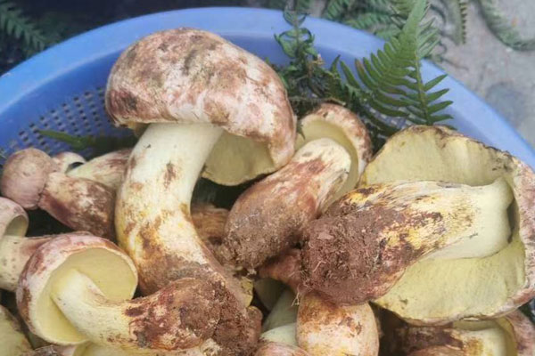 腎炎患者可以吃牛肝菌嗎，野生牛肝菌孕婦能吃嗎