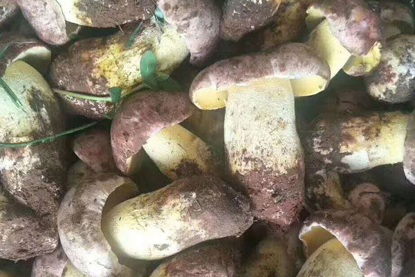 牛肝菌和雞蛋能一起吃嗎，海鮮菇和牛肝菌有哪些區(qū)別