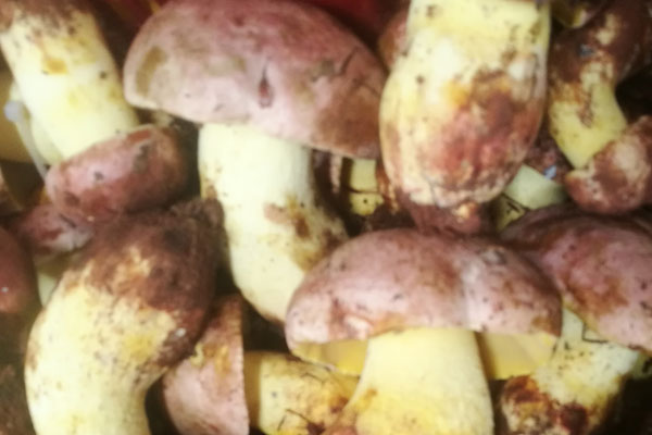 手術(shù)后可以吃牛肝菌嗎，孕婦能不能吃牛肝菌燉湯