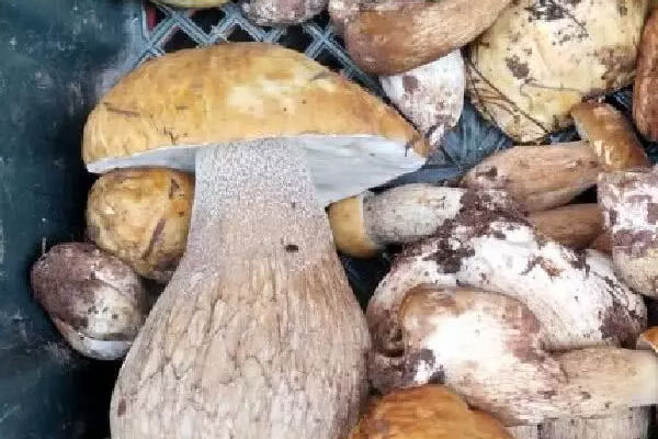 牛肝菌可以和洋蔥一起吃嗎，大的牛肝菌好還是小的牛肝菌好