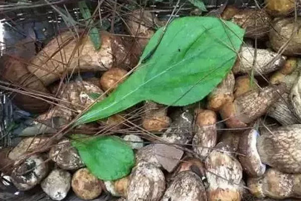 牛肝菌的菌腳功效好還是菌帽好