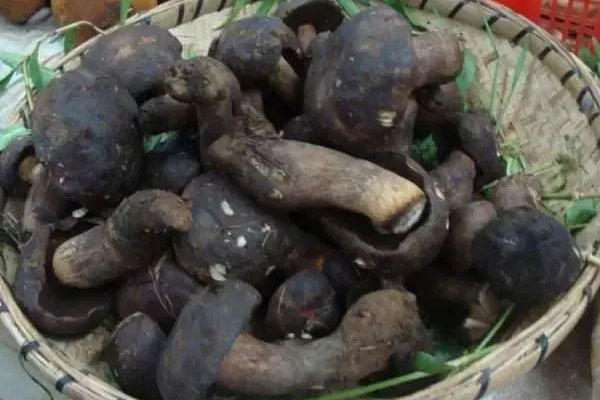 牛肝菌的菌腳可以吃嗎，牛肝菌的菌腳營(yíng)養(yǎng)價(jià)值高還是菌帽