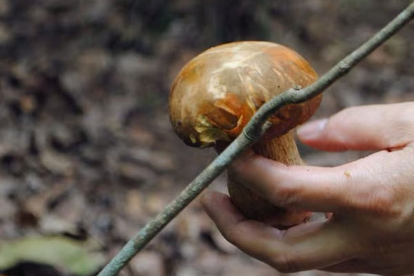 洗過(guò)的新鮮牛肝菌應(yīng)該怎么保存好，牛肝菌在常溫下怎么保存