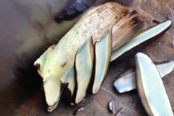 經(jīng)常吃牛肝菌可以降血壓?jiǎn)?，和什么食物一起吃能降血? title=