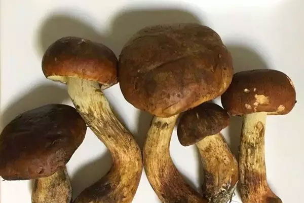 牛肝菌燉鴨的食用禁忌