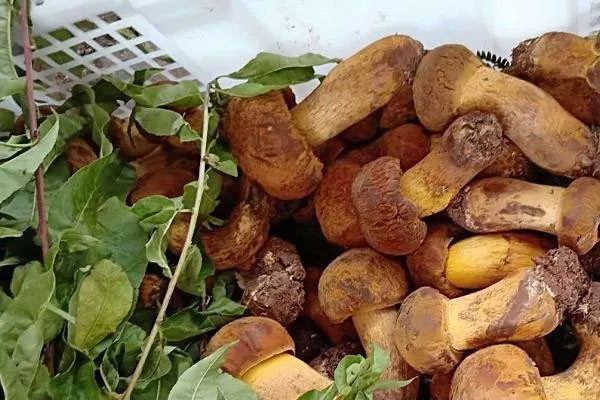 牛肝菌燉羊腿肉的功效作用與營養(yǎng)價值