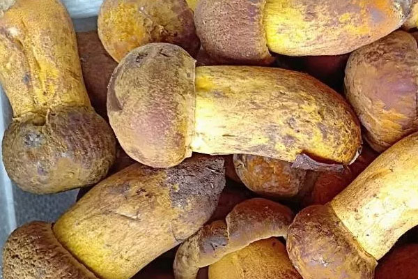 牛肝菌冒菜魚的功效作用與營養(yǎng)價值