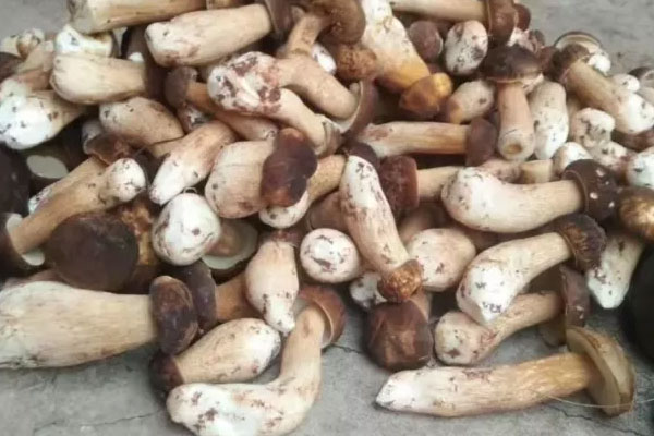 鮑魚焗牛肝菌的功效作用與營養(yǎng)價(jià)值