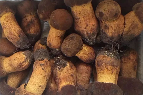 鮑魚焗牛肝菌的食用禁忌