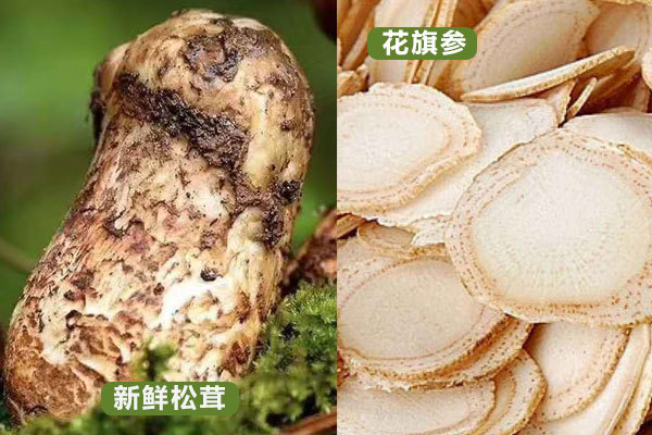 花旗參和松茸可以一起燉湯嗎
