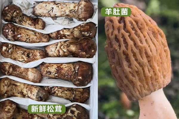 松茸和羊肚菌哪個比較貴