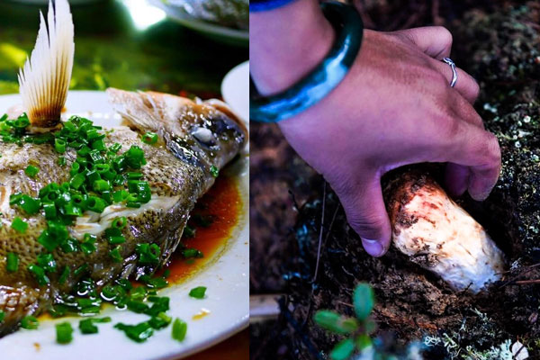 松茸可以和魚(yú)一起同吃嗎，松茸能和啤酒一起吃嗎