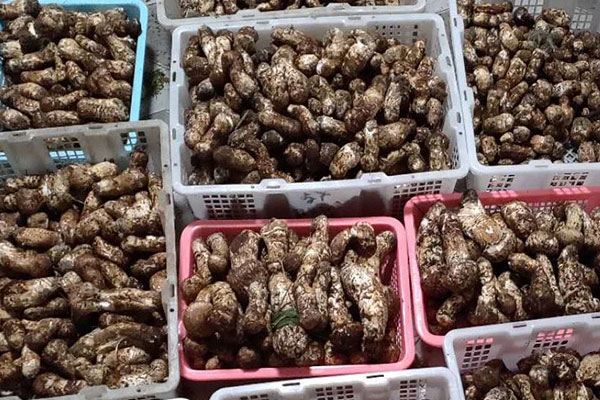 松茸一天吃幾個(gè)最好