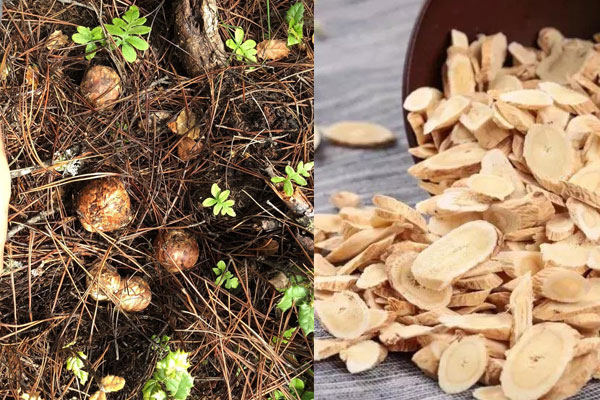 松茸可以和黃芪一起燉嗎 松茸可以和黃芪一起燉嗎