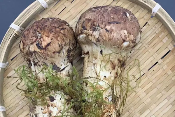 松茸為什么不可以用刀切 松茸為什么不可以用刀切