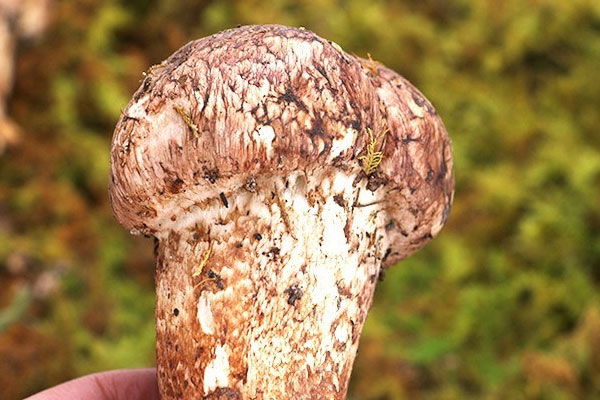 每天在什么時(shí)間吃松茸最好