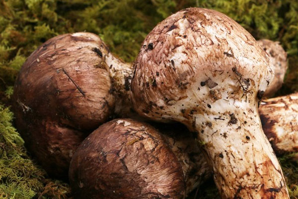 當(dāng)你身體處于亞健康時(shí)，每天應(yīng)服多少量松茸最好