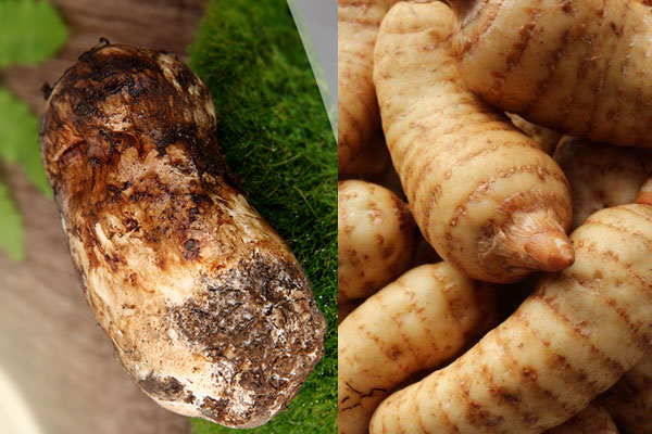 松茸可以和天麻一起燉雞嗎