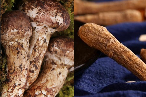 黨參可以和松茸一起燉雞湯