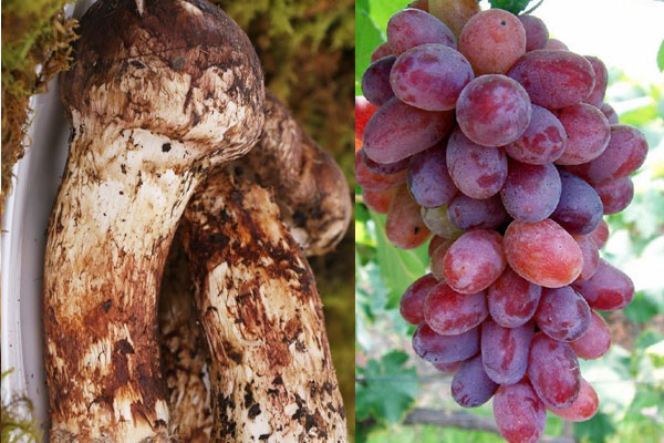 松茸和葡萄可以一起吃嗎