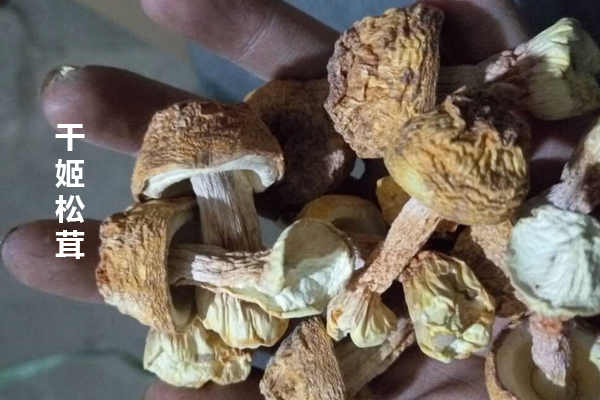 市場上的20元一斤的松茸 市場上的20元一斤的松茸