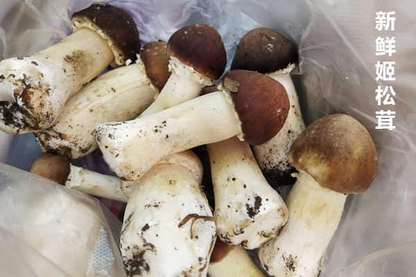 菜市場15塊一斤的松茸是啥 菜市場15塊一斤的松茸是啥