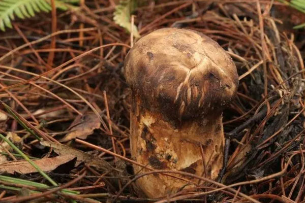 松茸人工種植的為什么那么便宜 松茸人工種植的為什么那么便宜