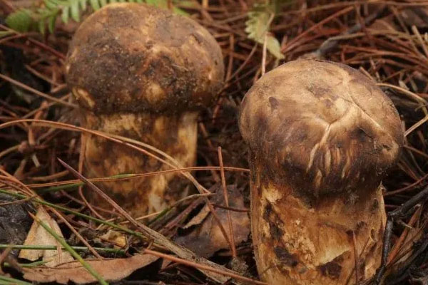 松茸好消化和吸收嗎 松茸好消化和吸收嗎