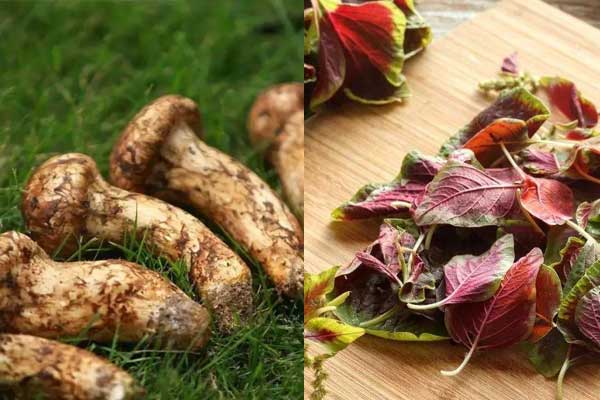 松茸可以和莧菜一起吃嗎 松茸可以和莧菜一起吃嗎