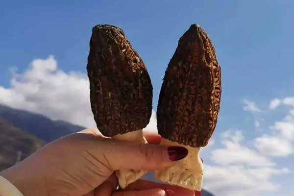 隔夜的羊肚菌第二天還可以吃嗎 隔夜的羊肚菌第二天還可以吃嗎