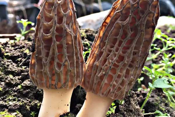 小孩子可以吃羊肚菌嗎 小孩子可以吃羊肚菌嗎