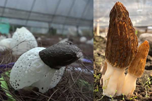 羊肚菌湯喝了有哪些好處，羊肚菌和竹蓀有啥區(qū)別